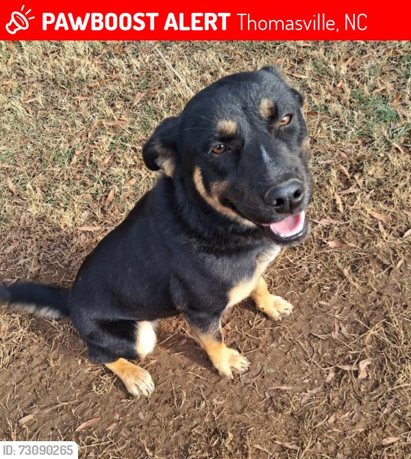 Lost Female Dog last seen Silver valley nc, Silver Valley, NC 27292