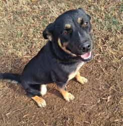 Lost Female Dog last seen Silver valley nc, Silver Valley, NC 27292