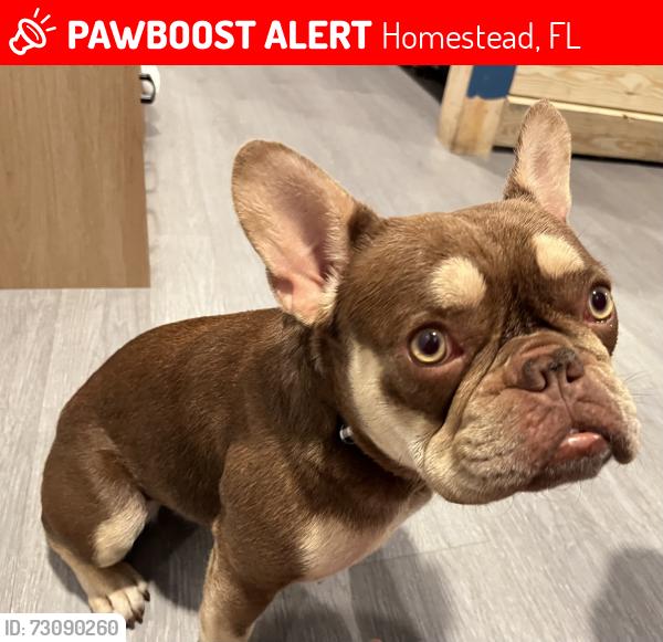 Lost Female Dog last seen Near Redondo, 8th St and 8th Ave., Homestead, FL 33030