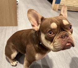 Lost Female Dog last seen Near Redondo, 8th St and 8th Ave., Homestead, FL 33030