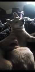 Reunited Female Dog last seen a v acri road / sleepy hollow road harrisburg pa, Harrisburg, PA 17112
