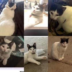 Lost Female Cat last seen Cooper and Ray, Chandler, AZ 85225