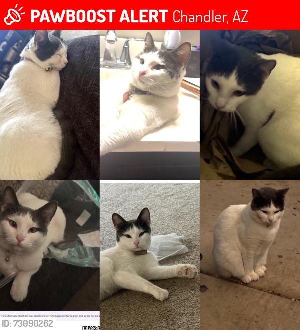 Lost Female Cat last seen Cooper and Ray, Chandler, AZ 85225