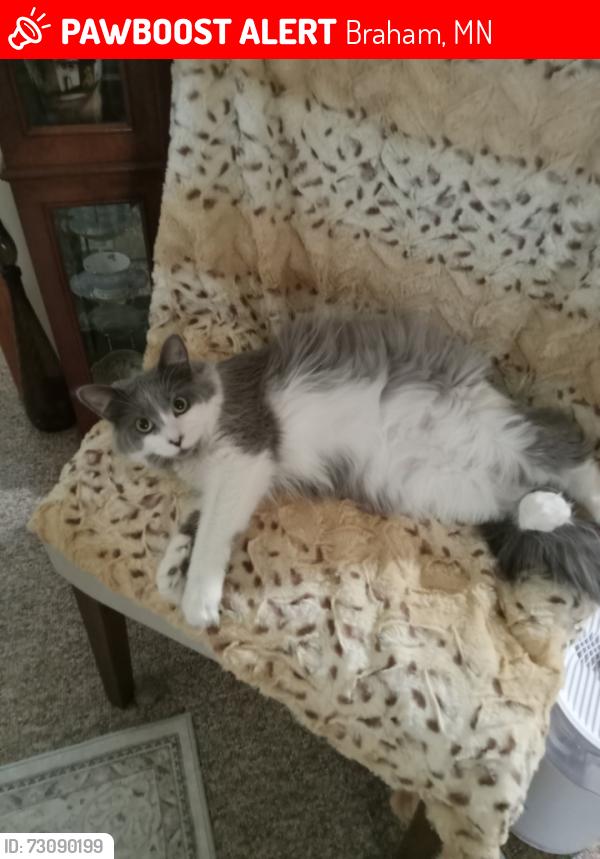Lost Female Cat last seen Cypress Ave N, Braham, MN 55006