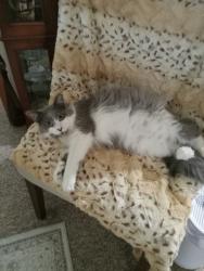 Lost Female Cat last seen Cypress Ave N, Braham, MN 55006