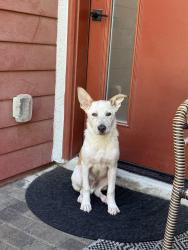 Found/Stray Male Dog last seen Jean, Sloan, NV 89054