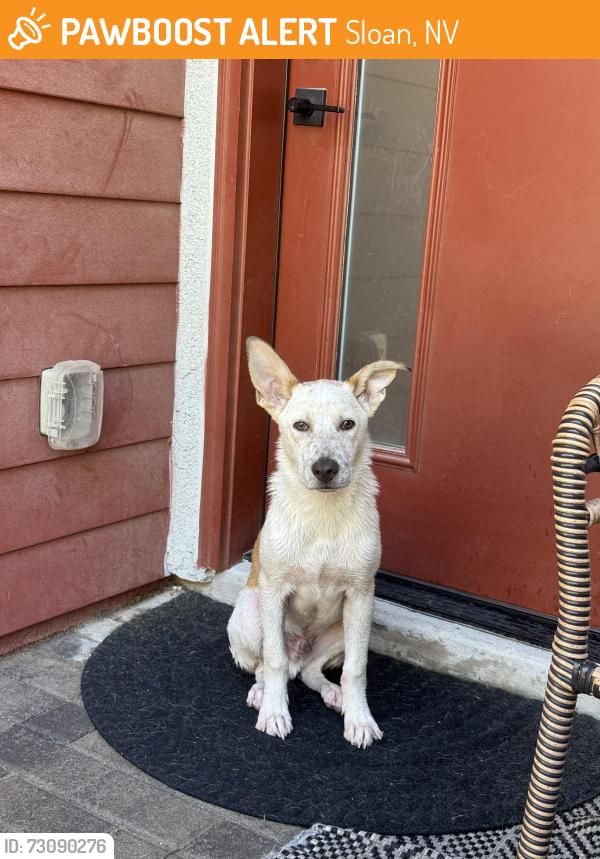 Found/Stray Male Dog last seen Jean, Sloan, NV 89054