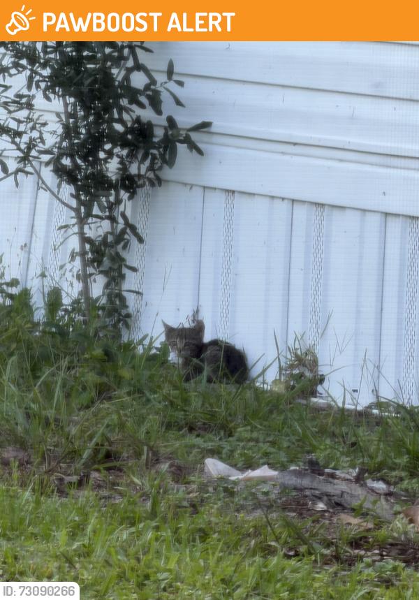 Found/Stray Unknown Cat last seen East Palm valley drive, Seminole County, FL 32765