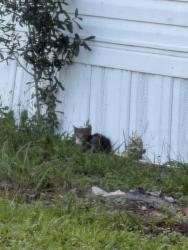 Found/Stray Unknown Cat last seen East Palm valley drive, Seminole County, FL 32765