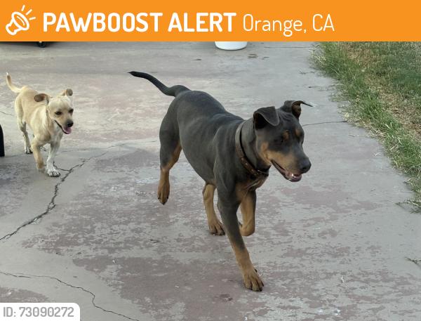 Found/Stray Female Dog last seen Mayfair/Tustin, Orange, CA 92867