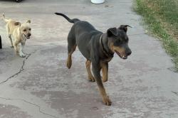 Found/Stray Female Dog last seen Mayfair/Tustin, Orange, CA 92867