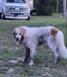 Lost Male Dog last seen Near SE 21st Terr, Okeechobee, FL 34974