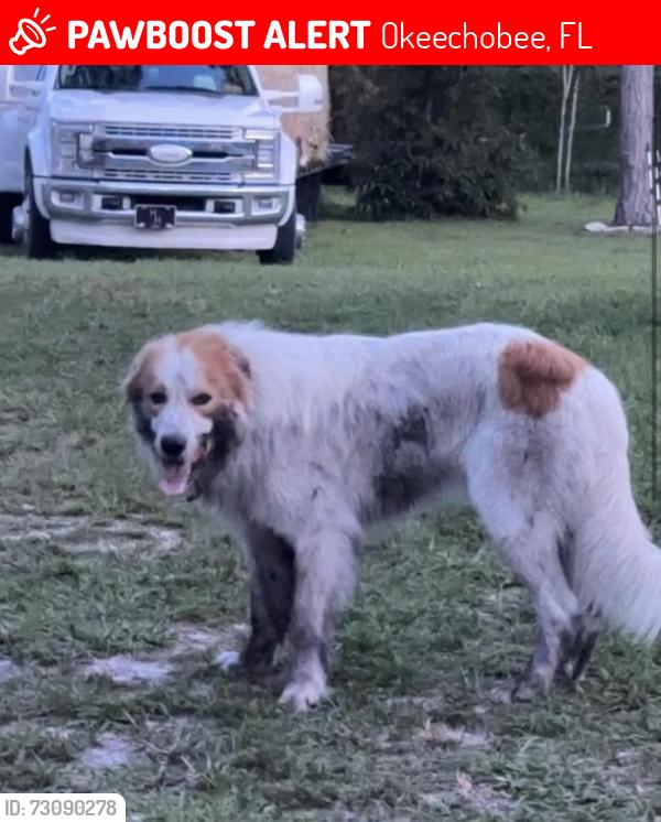 Lost Male Dog last seen Near SE 21st Terr, Okeechobee, FL 34974