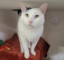 Shelter Stray Male Cat last seen College Avenue, Oceanside, CA, 92054, Oceanside, CA 92058, USA