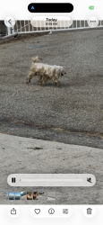 Found/Stray Male Dog last seen Perris, Colton, CA 92324