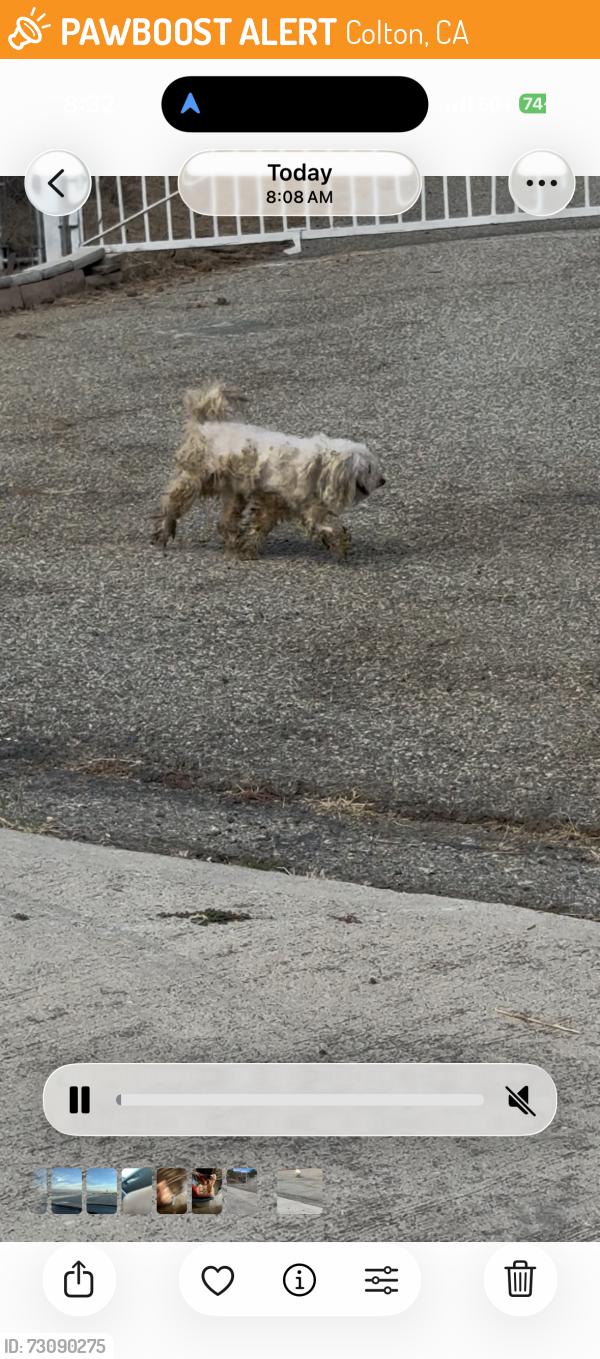 Found/Stray Male Dog last seen Perris, Colton, CA 92324
