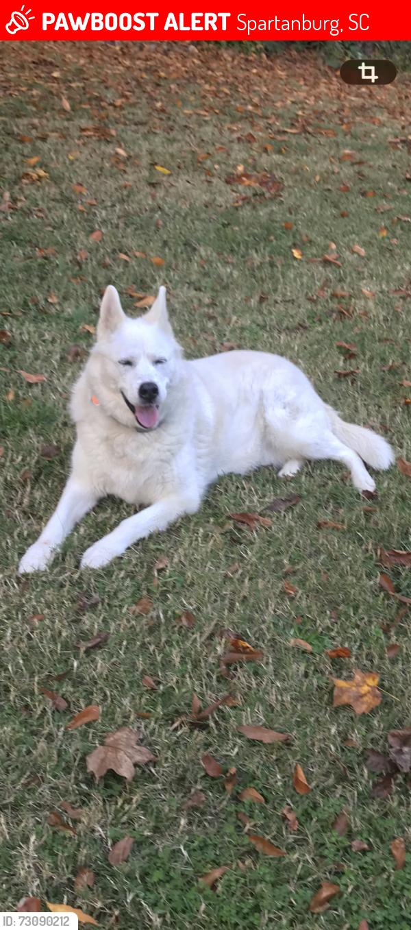 Lost Female Dog last seen Briarwood. bamboo canes at intersection of Ezell Blvd and Briarwood Drive, Spartanburg, SC 29301