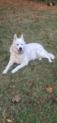 Lost Female Dog last seen Briarwood. bamboo canes at intersection of Ezell Blvd and Briarwood Drive, Spartanburg, SC 29301