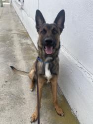 Shelter Stray Male Dog last seen Morena Avenue, San Diego, CA, 92110, 5500 Gaines St, San Diego, CA 92110, USA