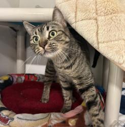 Shelter Stray Female Cat last seen Near College Boulevard, Oceanside, CA, 92057, Oceanside, CA 92058, USA