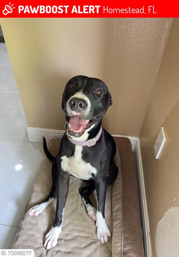 Lost Female Dog last seen Near redondo, 8th St and 8th Ave., Homestead, FL 33030