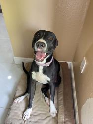 Lost Female Dog last seen Near redondo, 8th St and 8th Ave., Homestead, FL 33030
