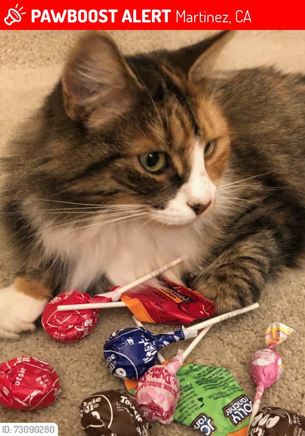Lost Female Cat last seen Oakcrest Ct & Morello Ave, Martinez, Martinez, CA 94553