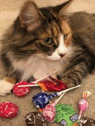 Lost Female Cat last seen Oakcrest Ct & Morello Ave, Martinez, Martinez, CA 94553