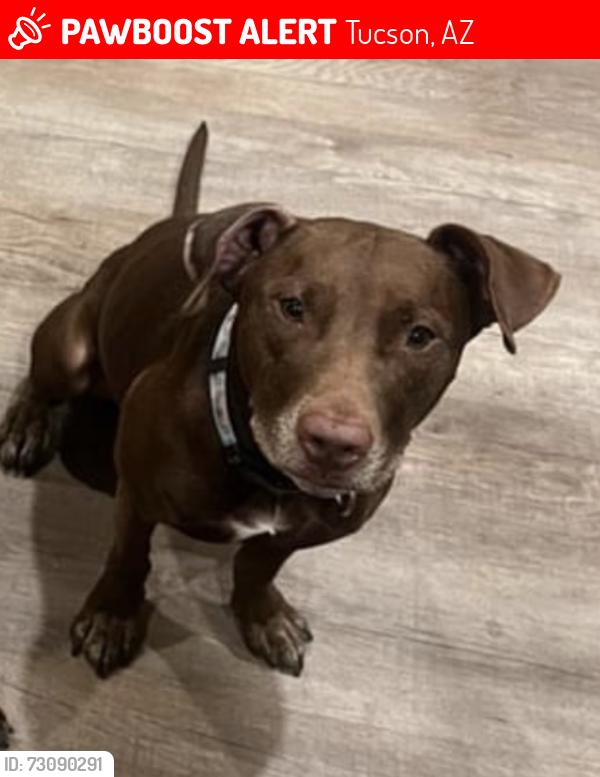 Lost Female Dog last seen N castro, Tucson, AZ 85705