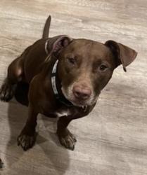 Lost Female Dog last seen N castro, Tucson, AZ 85705