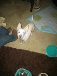 Lost Female Dog last seen Hapersville road, Newport News, VA 23601
