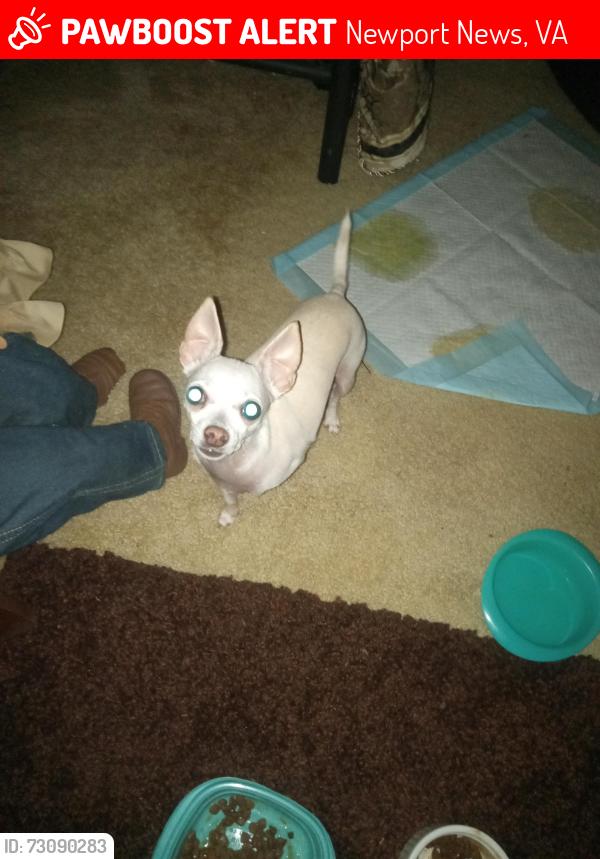 Lost Female Dog last seen Hapersville road, Newport News, VA 23601