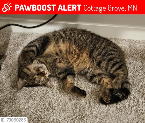 Lost Male Cat last seen Highland HIlls and 63rd, Cottage Grove, MN 55016