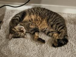 Lost Male Cat last seen Highland HIlls and 63rd, Cottage Grove, MN 55016