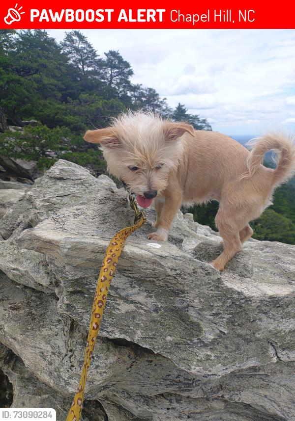 Lost Female Dog last seen White cross rd, Chapel Hill, NC 27516