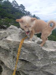 Lost Female Dog last seen White cross rd, Chapel Hill, NC 27516