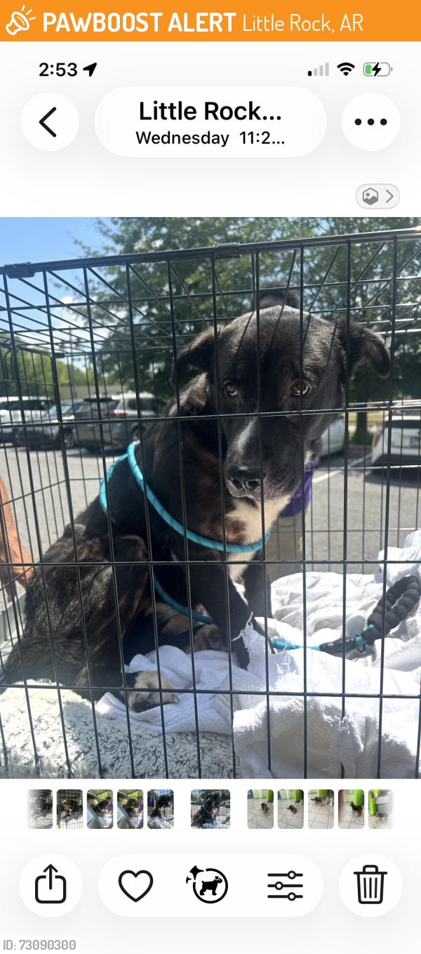 Found/Stray Unknown Dog last seen Baptist Health @ Lile Dr, Little Rock, AR 72205