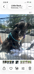 Found/Stray Unknown Dog last seen Baptist Health @ Lile Dr, Little Rock, AR 72205