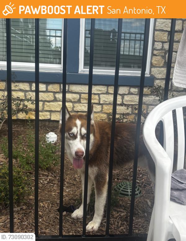 Found/Stray Male Dog last seen Alamo ranch area apmt complex, San Antonio, TX 78253