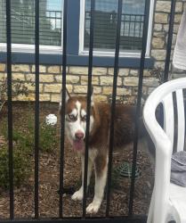 Found/Stray Male Dog last seen Alamo ranch area apmt complex, San Antonio, TX 78253