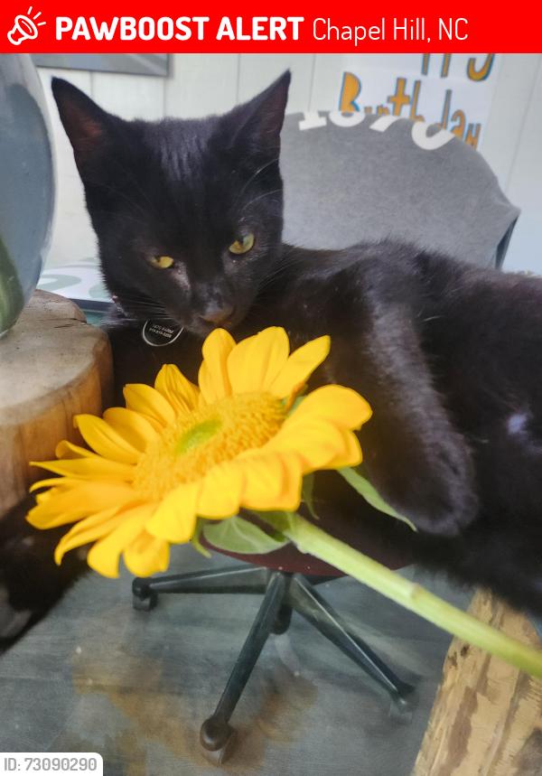 Lost Male Cat last seen Near Farm, Chapel Hill, NC 27517