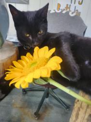 Lost Male Cat last seen Near Farm, Chapel Hill, NC 27517