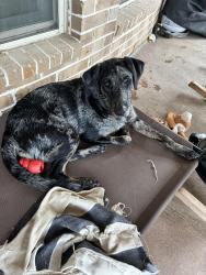 Lost Female Dog last seen Lonely Pines Dr., Montgomery County, TX 77302