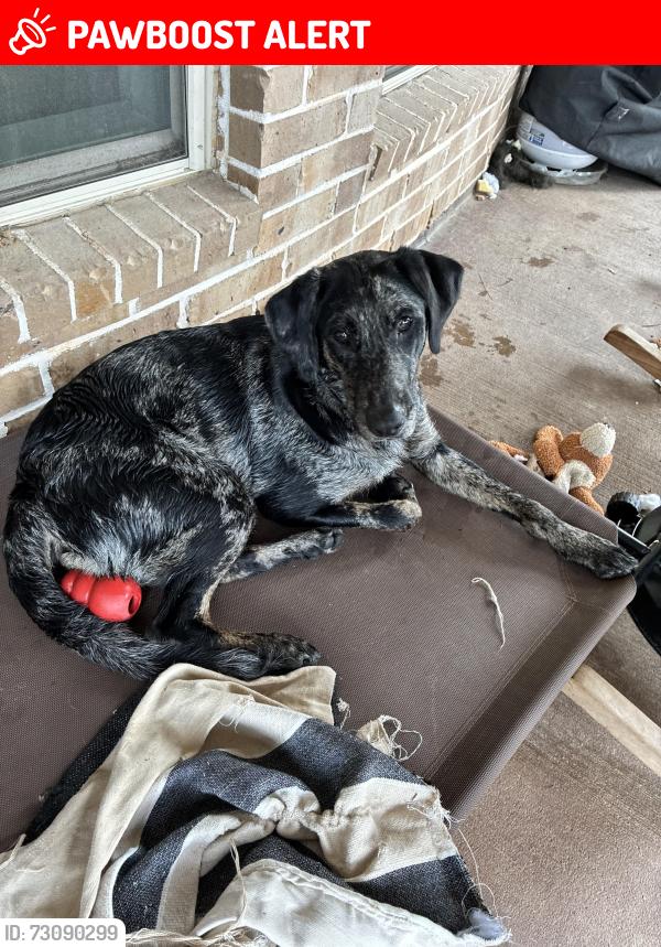 Lost Female Dog last seen Lonely Pines Dr., Montgomery County, TX 77302