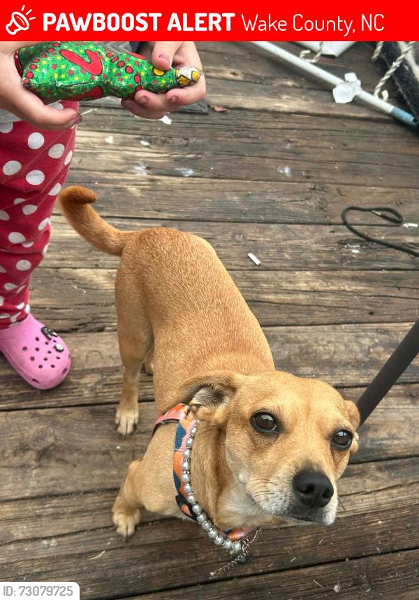 Lost Female Dog last seen Hwy 42 and Rock SVC. station rd raleigh, Wake County, NC 27603