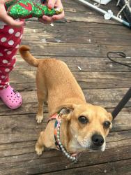Lost Female Dog last seen Hwy 42 and Rock SVC. station rd raleigh, Wake County, NC 27603
