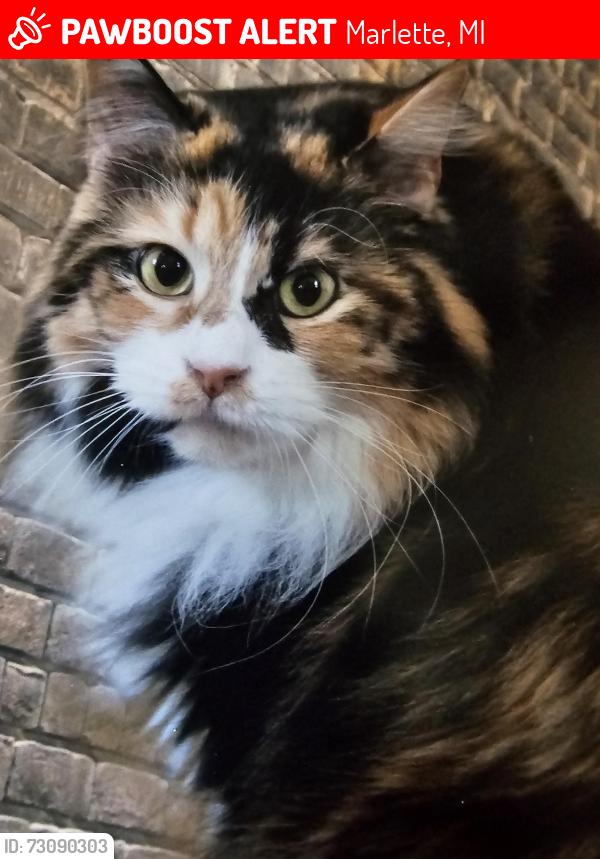 Lost Female Cat last seen Van duke and Cooper rd, Marlette, MI 48453
