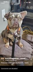 Lost Female Dog last seen The Old Country Girl gas station, Lincoln County, OK 73045