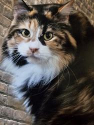 Lost Female Cat last seen Van duke and Cooper rd, Marlette, MI 48453
