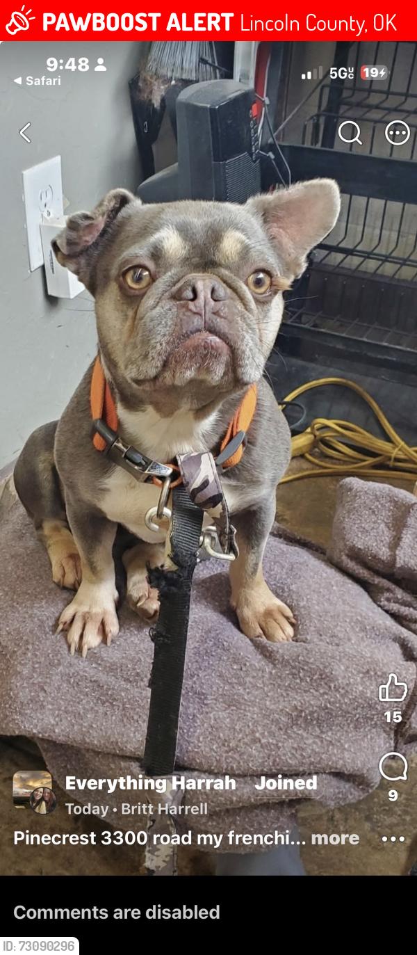 Lost Female Dog last seen The Old Country Girl gas station, Lincoln County, OK 73045